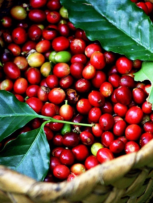 CÀ PHÊ ARABICA