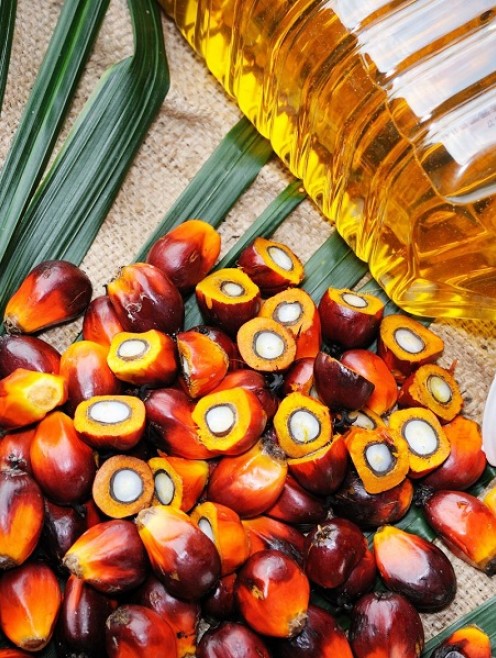 DẦU CỌ THÔ