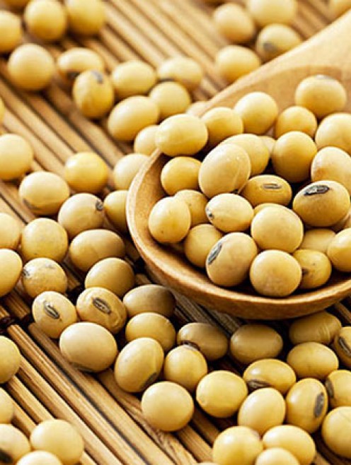 ĐẬU TƯƠNG