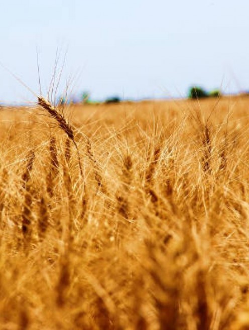 LÚA MÌ KANSAS